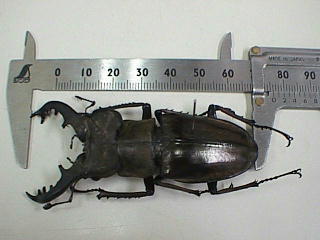 Lucanus maculifemoratus