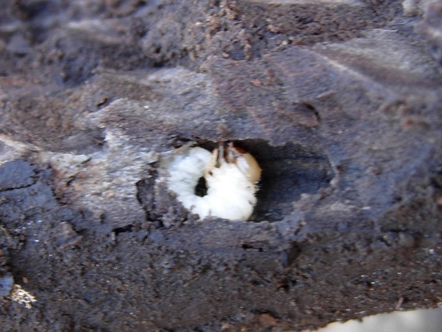 トウカイコルリ幼虫
