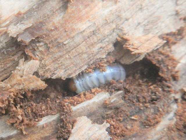 ルイスツノヒョウタン幼虫