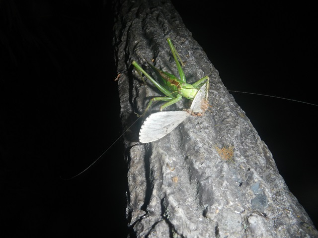蛾を食べているキリギリスの仲間