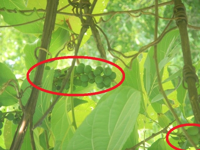 ヤマブドウ(左)とサルナシ