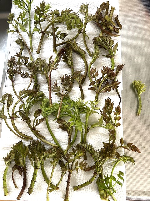 �^���m���@�@���l�^���m���͈�Ԃł������ł��E�[